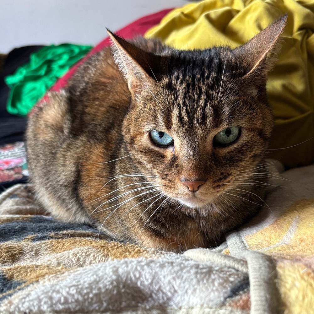 Cozy Cat Bed in Brown and Tan